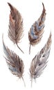 Watercolor brown gray grey feather set isolated