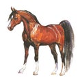 Watercolor brown horse