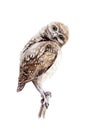 Watercolor brown owl illustration. Small wild nature bird sketch sitting on a branch. Isolated on white background Royalty Free Stock Photo