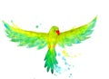 Watercolor Budgerigar in the flying