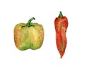 Watercolor bulgarian pepper illustration. Botanical illustration with yellow and red paprika vegetable