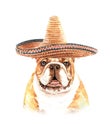 Watercolor Bulldog with Mexican hat layer path.