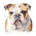 Watercolor Bulldog Portrait: Calm, Focused, And Cute Expression