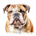 Watercolor Bulldog Portrait: Calm, Focused, And Cute Expression Royalty Free Stock Photo