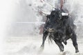 Watercolor, Bullfight. Fighting bull picture from Spain. Black b