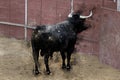 Watercolor, Bullfight. Fighting bull picture from Spain. Black b