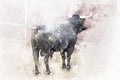 Watercolor, Bullfight. Fighting bull picture from Spain. Black b