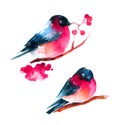 Watercolor bullfinch and ashberry