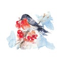 Watercolor bullfinch and ashberry isolated in a white background.