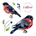 Watercolor Bullfinch And Berries Collection.