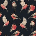 Watercolor bullfinch bird pattern