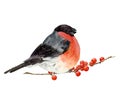 Watercolor bullfinch on a branch with red berries. Hand painted bird with winter berries on white. Christmas symbol