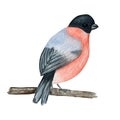 Watercolor bullfinch Christmas bird. Hand painted illustration isolated on white background. Winter red bird. Holiday Royalty Free Stock Photo