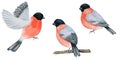 Watercolor bullfinch Christmas bird set. Hand painted illustration isolated on white background. Winter red flying bird Royalty Free Stock Photo