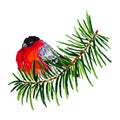 Bullfinch on the fir tree branch isolated watercolor Royalty Free Stock Photo