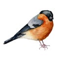 Watercolor bullfinch. Hand painted bird isolated on white background. Holiday nature illustration for design, print or