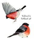 Watercolor bullfinch set. Hand painted birds with grey and pinkish plumage on white background. Christmas symbol. Winter