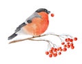 Watercolor bullfinch sits on snow-covered branch of rowan isolated on white background. Hand drawn watercolor illustration Royalty Free Stock Photo