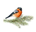 Watercolor Bullfinch Sitting On Pine Tree Branch. Hand Painted Winter Illustration With Bird And Fir Tree Isolated O
