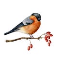 Watercolor bullfinch sitting on tree branch with berries. Hand painted winter illustration with bird and dog rose