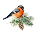 Watercolor bullfinch sitting on tree branch with pine cone. Hand painted winter illustration with bird and fir tre