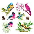Watercolor bullfinch, titmouse, cardinal and sparrow on branches