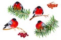 Watercolor bullfinches on the fir tree and rowan branches