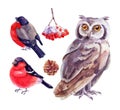 Watercolor Bullfinches, owl, rowan branch with snow and pinecone