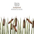 Watercolor bulrush background, greeting card template, artistic design background