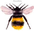 Watercolor Bumblebee