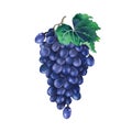 Watercolor bunch of blue grapes decorated with leaves