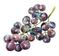 Watercolor bunch of dark grapes. Grapevine with ripe juicy grapes