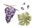 Watercolor bunch of grapes, grape leaves and grape berry set. Grapevine hand painted illustration. Royalty Free Stock Photo