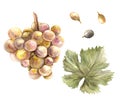 Watercolor bunch of grapes, grape leaves and grape berry set. Grapevine hand painted illustration. Royalty Free Stock Photo