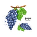 Watercolor bunch of grapes on an isolated white background. Watercolor grapes. Vector illustration