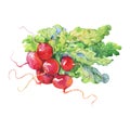 Watercolor bunch of radish with top. Hand drawn fresh isolated vegetables. Painting root, leaf illustration