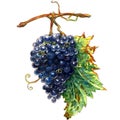 Watercolor bunch of ripe blue grapes