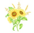 Watercolor bunch of sunflowers with spikelets and leaves, hand painted illustration. Field yellow flowers bouquet Royalty Free Stock Photo