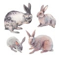 Watercolor bunnies graphic