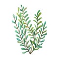 Watercolor bush. Green plant on white background. Watercolor floral