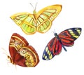 Watercolor butterflies isolated on white background Royalty Free Stock Photo