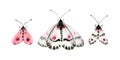 Watercolor butterflies set. Collection of colorful insects isolated on white. Detailed white, black, pink wings. Hand