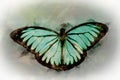 Watercolor Butterfly with bright turquoise and black colors Royalty Free Stock Photo