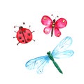 Watercolor butterfly, dragonfly and lady bug on white background. Royalty Free Stock Photo