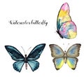 Watercolor butterfly. Hand painted insect collection isolated on white background. Illustration for design, print.