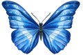 Watercolor butterfly isolated on white background. Summer blue butterfly illustration. Royalty Free Stock Photo