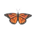 Watercolor butterfly isolated on white. Bright monarch butterfly with orange wings.