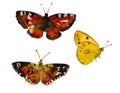 Watercolor butterfly set , yellow Colias croceus and two Vanessa cardui orange and brown insects, isolated on white background Royalty Free Stock Photo