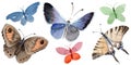 Watercolor butterfly tender insect, intresting moth, isolated wing illustration