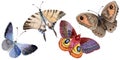 Watercolor butterfly tender insect, intresting moth, isolated wing illustration